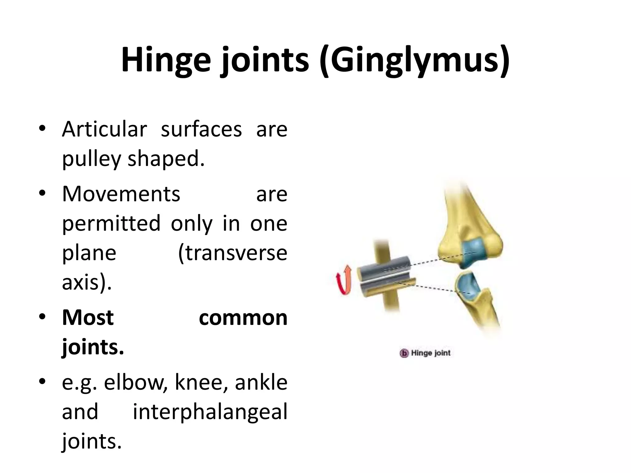 Hinge joints (Ginglymus)
• Articular surfaces are
pulley shaped.
• Movements are
permitted only in one
plane (transverse
axis).
• Most common
joints.
• e.g. elbow, knee, ankle
and interphalangeal
joints.
 