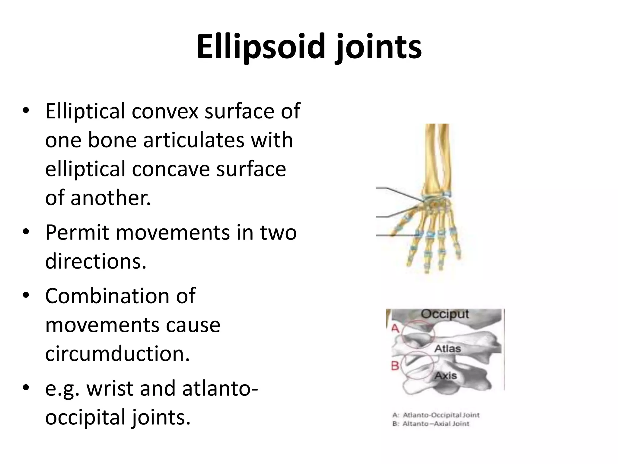 Ellipsoid joints
• Elliptical convex surface of
one bone articulates with
elliptical concave surface
of another.
• Permit movements in two
directions.
• Combination of
movements cause
circumduction.
• e.g. wrist and atlanto-
occipital joints.
 