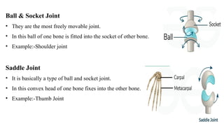 Ball & Socket Joint
• They are the most freely movable joint.
• In this ball of one bone is fitted into the socket of other bone.
• Example:-Shoulder joint
Saddle Joint
• It is basically a type of ball and socket joint.
• In this convex head of one bone fixes into the other bone.
• Example:-Thumb Joint
 
