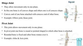 Hinge Joint
• They allow movement only in one plane.
• In this one bone is of convex shape and others one is of concave shape.
• Convex and of one bone attached with concave end of other bone.
• Example:-Elbow joint, Knee joint.
Pivot Joint
• This joint allows movement only in one plane.
• In pivot joint one bone is round or pointed shaped in which other bone is attached.
• Rounded bone is fixed and other bone rotates over it.
• Example:-Atlas & Axis joint.
 