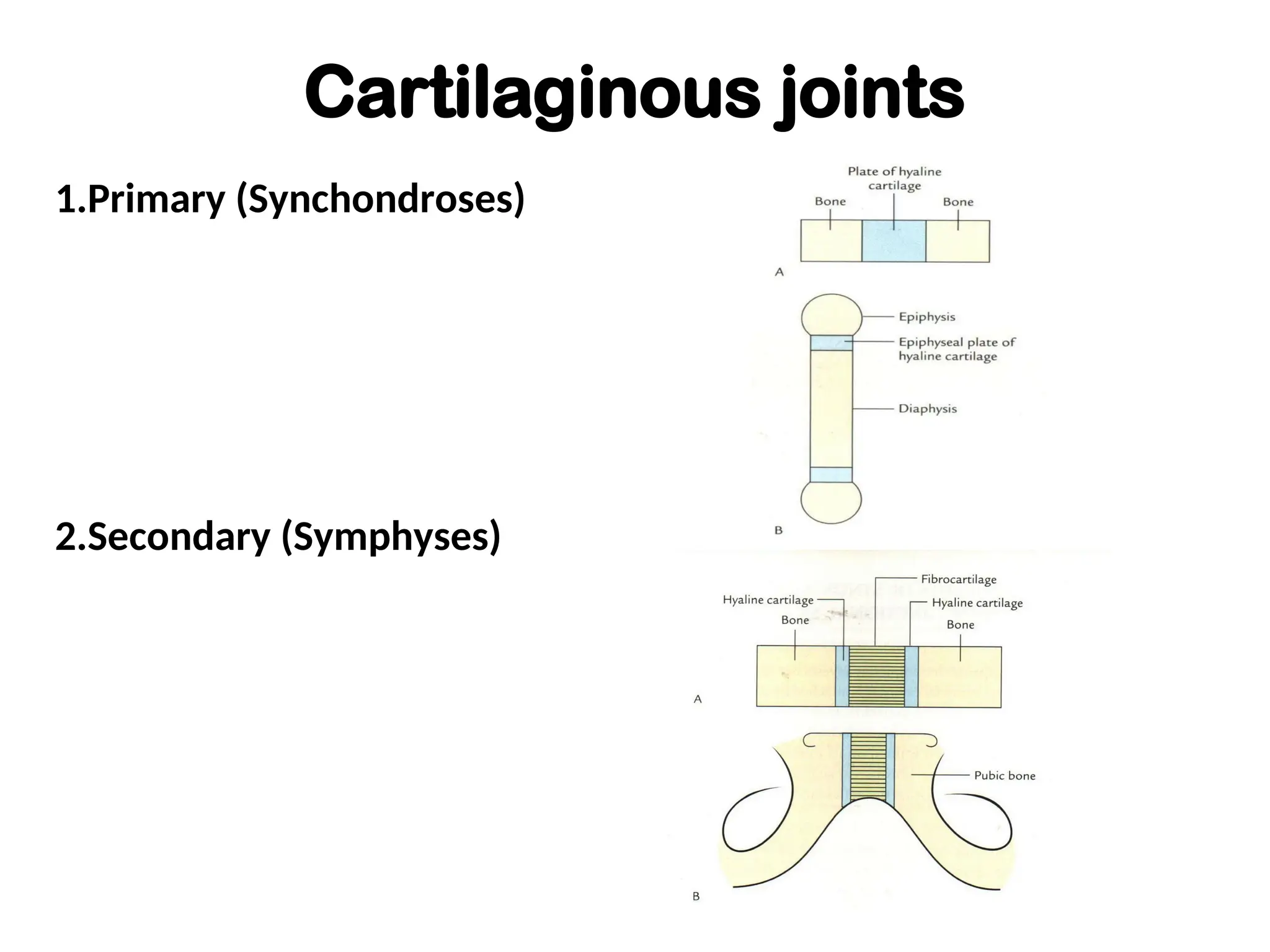 Cartilaginous joints
1.Primary (Synchondroses)
2.Secondary (Symphyses)
 
