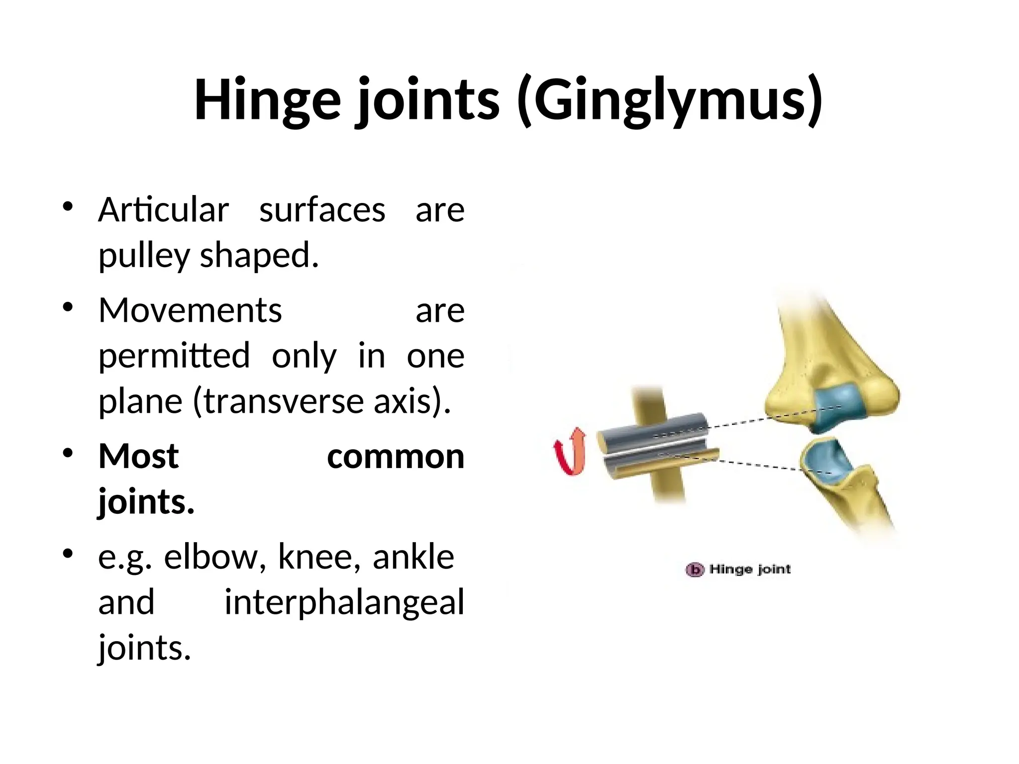 Hinge joints (Ginglymus)
• Articular surfaces are
pulley shaped.
• Movements are
permitted only in one
plane (transverse axis).
• Most common
joints.
• e.g. elbow, knee, ankle
and interphalangeal
joints.
 