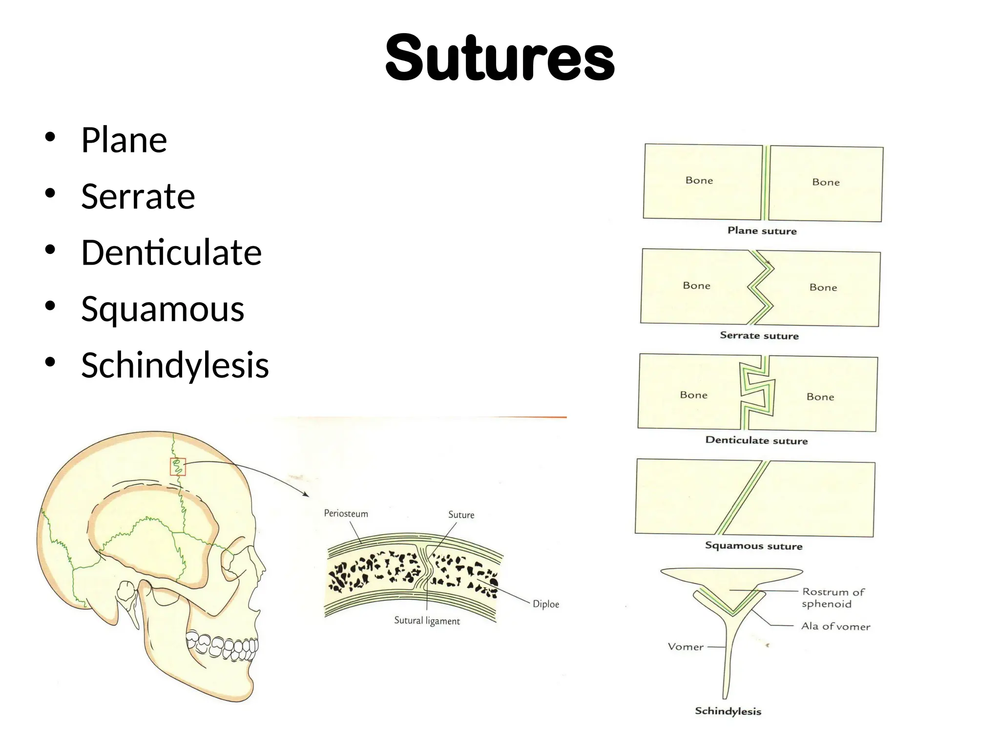 Sutures
• Plane
• Serrate
• Denticulate
• Squamous
• Schindylesis
 