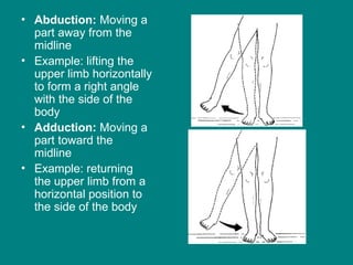 Human Joints - A complete descriptive study.ppt