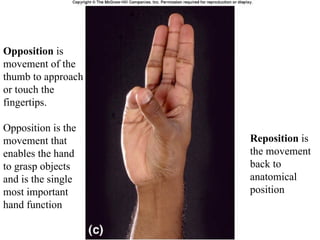 JOINTS.ppt anatomy ..................... | PPT