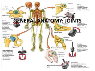 Comprehensive Overview of Joint Anatomy, Classification, and Function ...