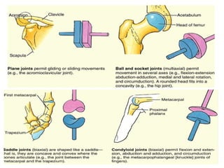 Comprehensive Overview of Joint Anatomy, Classification, and Function ...