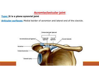 jjjjjjjjjjjjJoints-of-the-upper-limb.pdf