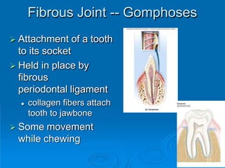 Fibrous Joint -- Gomphoses
 Attachment of a tooth
to its socket
 Held in place by
fibrous
periodontal ligament
 collagen fibers attach
tooth to jawbone
 Some movement
while chewing
17
 