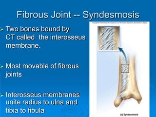 15
 Two bones bound by
CT called the interosseus
membrane.
 Most movable of fibrous
joints
 Interosseus membranes
unite radius to ulna and
tibia to fibula
Fibrous Joint -- Syndesmosis
 