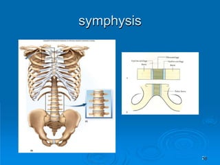 symphysis
21
 