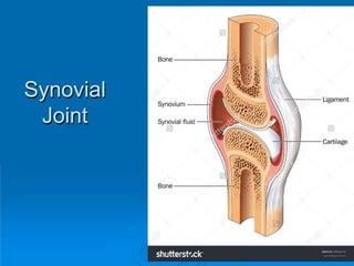 Synovial
Joint
22
 