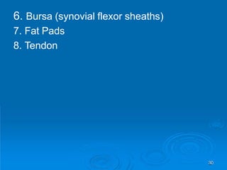 6. Bursa (synovial flexor sheaths)
7. Fat Pads
8. Tendon
30
 