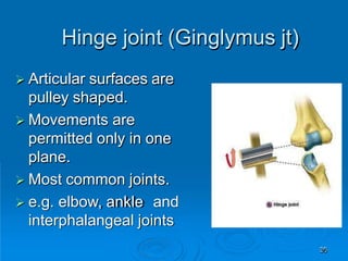Hinge joint (Ginglymus jt)
39
 Articular surfaces are
pulley shaped.
 Movements are
permitted only in one
plane.
 Most common joints.
 e.g. elbow, ankle and
interphalangeal joints
 