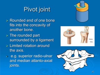 Pivot joint
40
 Rounded end of one bone
fits into the concavity of
another bone.
 The rounded part
surrounded by a ligament
 Limited rotation around
the axis.
 e.g. superior radio-ulnar
and median atlanto-axial
joints.
 