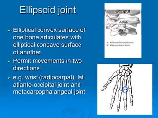 Ellipsoid joint
42
 Elliptical convex surface of
one bone articulates with
elliptical concave surface
of another.
 Permit movements in two
directions.
 e.g. wrist (radiocarpal), lat
atlanto-occipital joint and
metacarpophalangeal joint
 