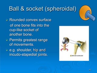Ball & socket (spheroidal)
44
 Rounded convex surface
of one bone fits into the
cup-like socket of
another bone.
 Permits greatest range
of movements.
 e.g. shoulder, hip and
incudo-stapedial joints.
 