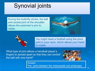 Synovial joints – sporting
examples
50
During the butterfly stroke, the ball
and socket joint of the shoulder
allows the swimmer’s arm to
rotate.
You might head a football using the pivot
joint in your neck, which allows your head
to rotate.
What type of joint allows a handball player’s
fingers to spread apart so that they can control
the ball with one hand?
Answer:
The joints between the metacarpals and phalanges.
 
