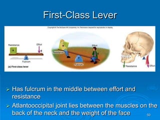 50
First-Class Lever
 Has fulcrum in the middle between effort and
resistance
 Atlantooccipital joint lies between the muscles on the
back of the neck and the weight of the face
 