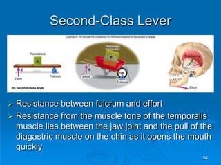 Second-Class Lever
54
 Resistance between fulcrum and effort
 Resistance from the muscle tone of the temporalis
muscle lies between the jaw joint and the pull of the
diagastric muscle on the chin as it opens the mouth
quickly
 