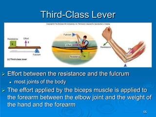 Third-Class Lever
55
 Effort between the resistance and the fulcrum
 most joints of the body
 The effort applied by the biceps muscle is applied to
the forearm between the elbow joint and the weight of
the hand and the forearm
 