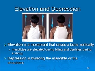 Elevation and Depression
63
 Elevation is a movement that raises a bone vertically
 mandibles are elevated during biting and clavicles during
a shrug
 Depression is lowering the mandible or the
shoulders
 