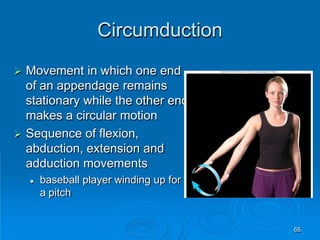 Circumduction
65
 Movement in which one end
of an appendage remains
stationary while the other end
makes a circular motion
 Sequence of flexion,
abduction, extension and
adduction movements
 baseball player winding up for
a pitch
 