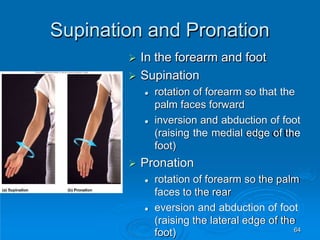 64
Supination and Pronation
 In the forearm and foot
 Supination
 rotation of forearm so that the
palm faces forward
 inversion and abduction of foot
(raising the medial edge of the
foot)
 Pronation
 rotation of forearm so the palm
faces to the rear
 eversion and abduction of foot
(raising the lateral edge of the
foot)
 
