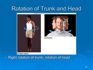 66
Rotation of Trunk and Head
 Right rotation of trunk; rotation of head
 