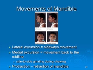 67
Movements of Mandible
 Lateral excursion = sideways movement
 Medial excursion = movement back to the
midline
 side-to-side grinding during chewing
 Protraction – retraction of mandible
 
