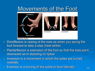 69
Movements of the Foot
 Dorsiflexion is raising of the toes as when you swing the
foot forward to take a step (heel strike)
 Plantarflexion is extension of the foot so that the toes point
downward as in standing on tiptoe
 Inversion is a movement in which the soles are turned
medially
 Eversion is a turning of the soles to face laterally
 