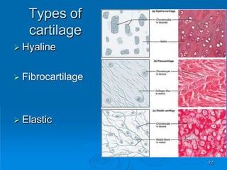 Types of
cartilage
78
 Hyaline
 Fibrocartilage
 Elastic
 