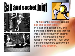 The hips and shoulders contain
ball-and-socket joints
In a ball-and-socket joint, one
bone has a rounded end that fits
into a cuplike cavity on another
bone. This provides a wider
range of movement. Thus, your
hips and shoulders can swing in
almost any direction.
 