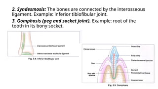 JOINTS ppt anatomy for medical and physiotherapy students | PPTX