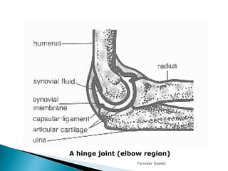 A hinge joint (elbow region)
Tanveer Saeed
 