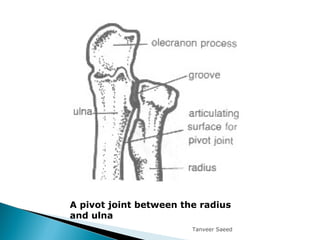 A pivot joint between the radius
and ulna
Tanveer Saeed
 
