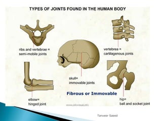Tanveer Saeed
Fibrous or Immovable
 