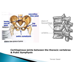 Cartilaginous joints between the thoracic vertebrae
& Pubic Symphysis
Tanveer Saeed
 