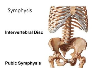 Symphysis Examples joints and its classification different types of joints .pptx