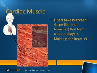 Cardiac Muscle
                                    • Fibers have branched
                                      shape (like tree
                                      branches) that form
                                      webs and layers
                                    • Make up the heart <3




      Source : bcrc.bio.umass.com
 