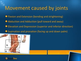Movement caused by joints
 Flexion and Extension (bending and strightening)
 Abduction and Adduction (pull toward and away)
 Elevation and Depression (superior and inferior direction)
 Supination and pronation (facing up and down palm)
 