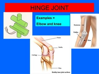HINGE JOINT Examples =  Elbow and knee 