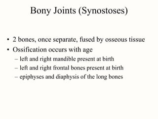 Bony Joints (Synostoses)
• 2 bones, once separate, fused by osseous tissue
• Ossification occurs with age
– left and right mandible present at birth
– left and right frontal bones present at birth
– epiphyses and diaphysis of the long bones
 