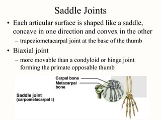 Saddle Joints
• Each articular surface is shaped like a saddle,
concave in one direction and convex in the other
– trapeziometacarpal joint at the base of the thumb
• Biaxial joint
– more movable than a condyloid or hinge joint
forming the primate opposable thumb
 