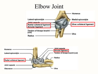 Elbow Joint
 