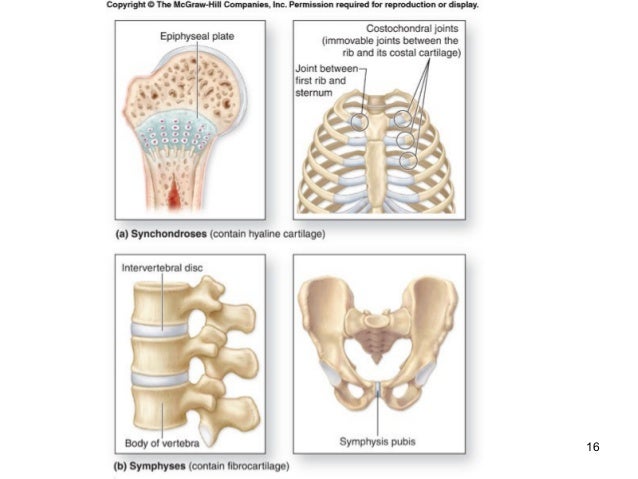 Joints articulations