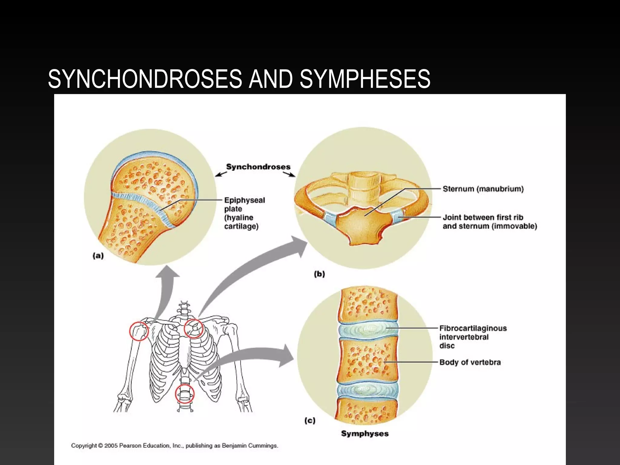SYNCHONDROSES AND SYMPHESES
Also pubic symphsis
 