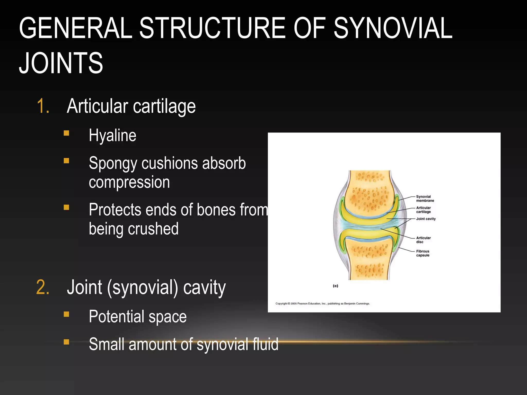 GENERAL STRUCTURE OF SYNOVIAL
JOINTS
1. Articular cartilage
 Hyaline
 Spongy cushions absorb
compression
 Protects ends of bones from
being crushed
2. Joint (synovial) cavity
 Potential space
 Small amount of synovial fluid
 