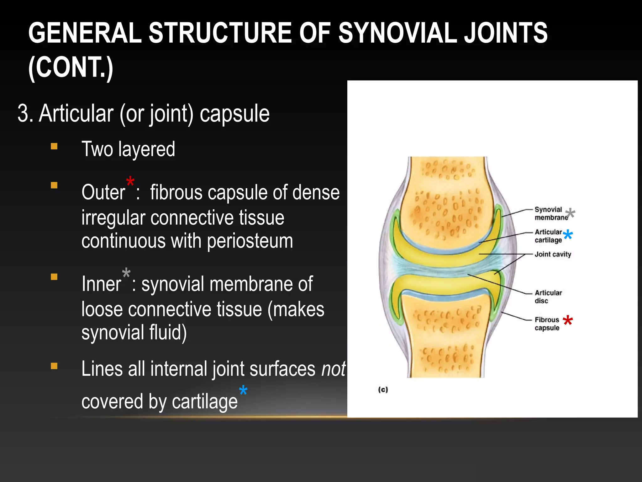 GENERAL STRUCTURE OF SYNOVIAL JOINTS
(CONT.)
3. Articular (or joint) capsule
 Two layered
 Outer*: fibrous capsule of dense
irregular connective tissue
continuous with periosteum
 Inner*: synovial membrane of
loose connective tissue (makes
synovial fluid)
 Lines all internal joint surfaces not
covered by cartilage*
*
*
*
 