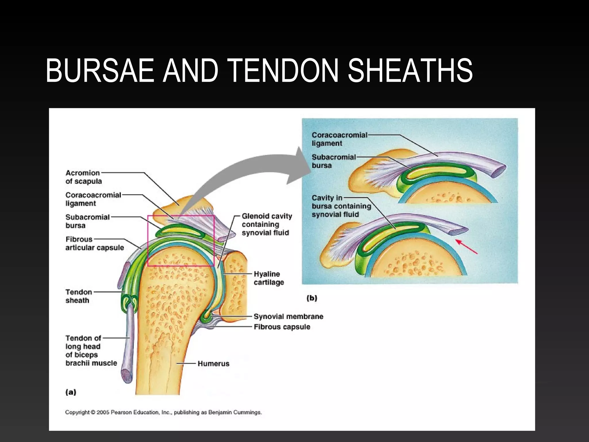 BURSAE AND TENDON SHEATHS
 